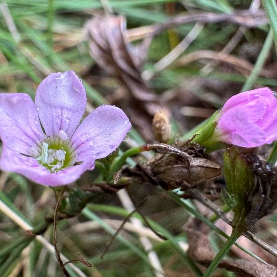 Petrorhagia saxifraga: Plant in habitat Semi-natural grassland in the NatureSpots App