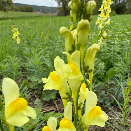 Linaria vulgaris: Plant in habitat Agricultural meadow in the NatureSpots App