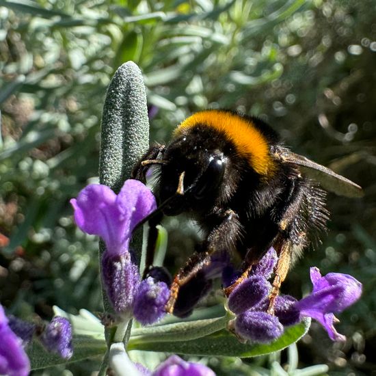 Bumble bee: Animal in habitat Garden in the NatureSpots App