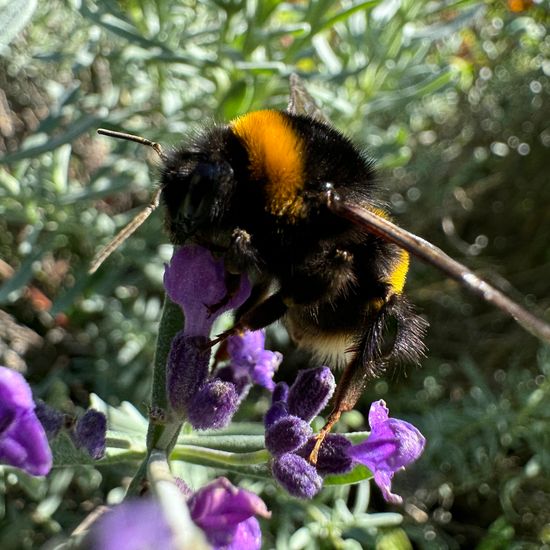 Bumble bee: Animal in habitat Garden in the NatureSpots App