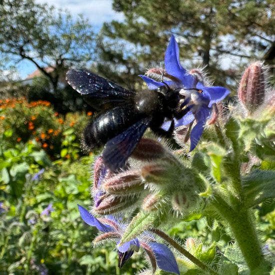 Carpenter bee: Animal in habitat Garden in the NatureSpots App