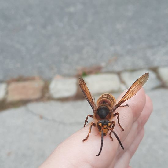 European hornet: Animal in habitat City and Urban in the NatureSpots App