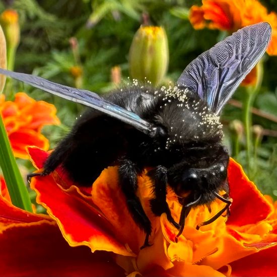 Carpenter bee: Animal in habitat Garden in the NatureSpots App