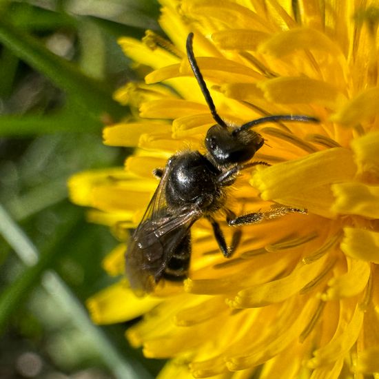 Lasioglossum marginatum: Animal in habitat Buffer strip in the NatureSpots App