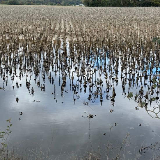 Landscape: Agriculture in habitat Crop cultivation in the NatureSpots App