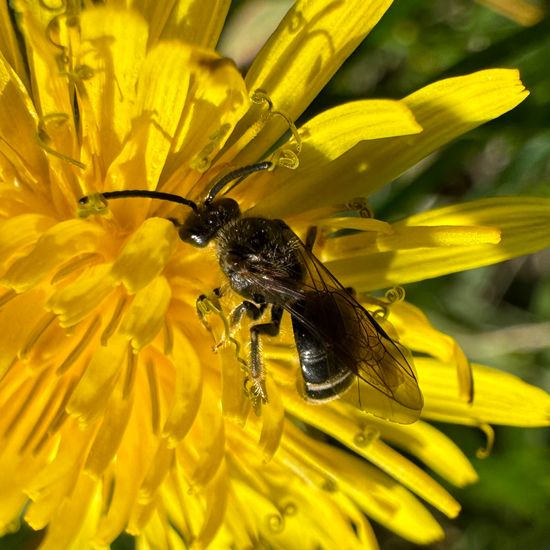 Lasioglossum marginatum: Animal in nature in the NatureSpots App