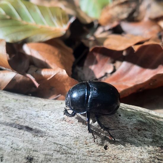 Gemeiner Mistkäfer: Tier im Habitat Wald der gemäßigten Breiten in der NatureSpots App