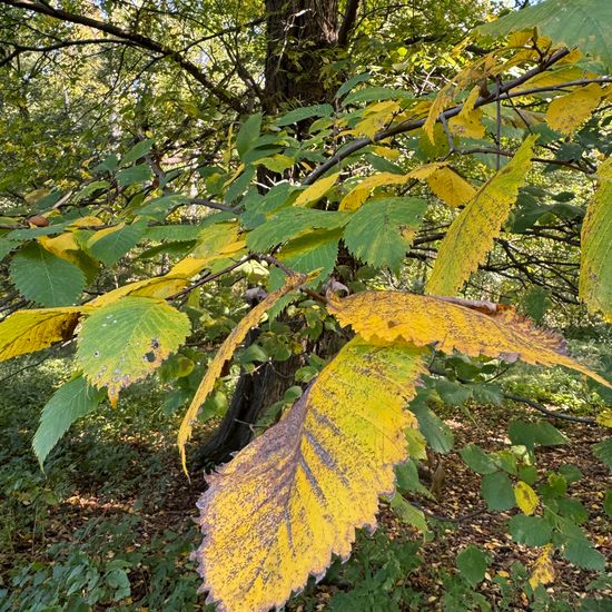 Flatterulme: Pflanze im Habitat Park in der NatureSpots App