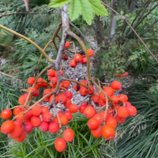 Sorbus aucuparia: Plant in nature in the NatureSpots App