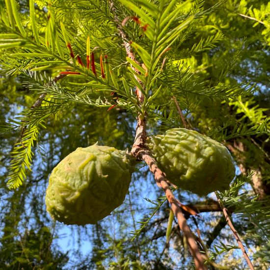 Taxodium distichum: Plant in habitat Park in the NatureSpots App