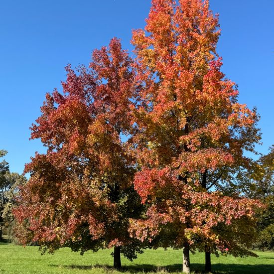 Liquidambar styraciflua: Plant in habitat Park in the NatureSpots App