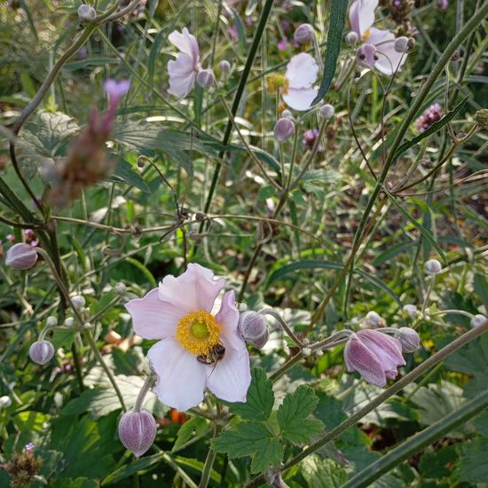 Landschaft: Stadt und Garten im Habitat Hecke/Blumenbeet in der NatureSpots App