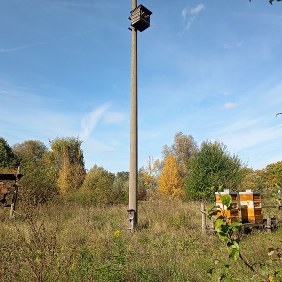 Landschaft: Stadt und Garten im Habitat Hecke/Blumenbeet in der NatureSpots App