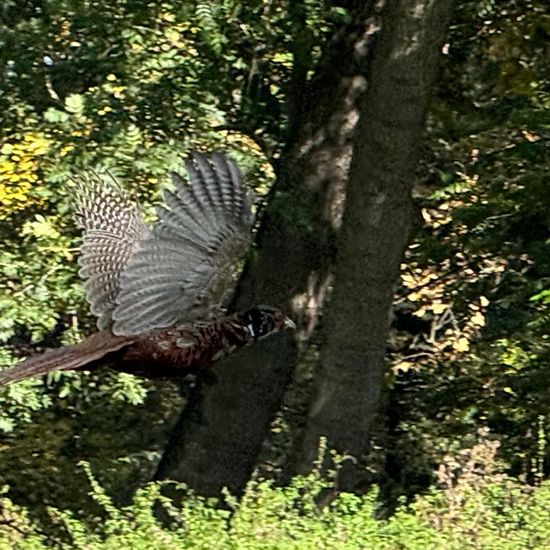 Fasan: Tier im Habitat Park in der NatureSpots App