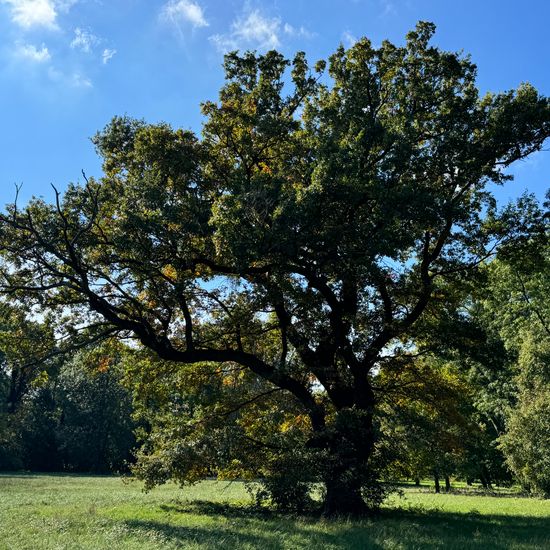 Stieleiche: Pflanze im Habitat Park in der NatureSpots App