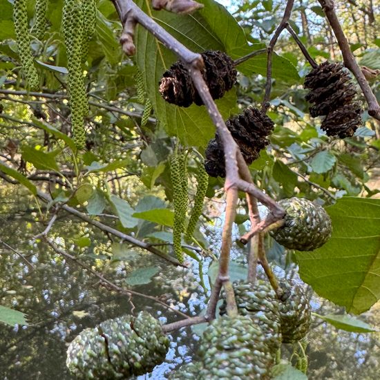 Schwarz-Erle: Pflanze im Habitat Park in der NatureSpots App