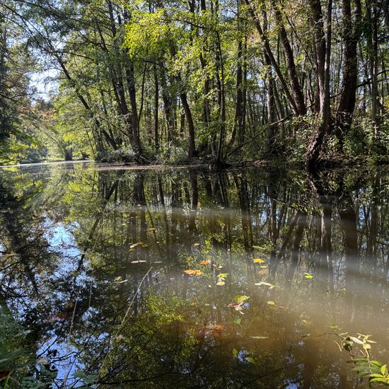 Landschaft: Süßwasser im Habitat Künstliches Süßwasser in der NatureSpots App