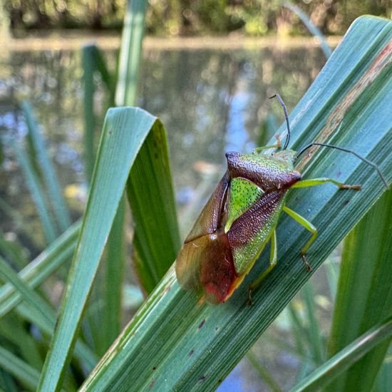 Hawthorn shield bug: Animal in habitat Park in the NatureSpots App