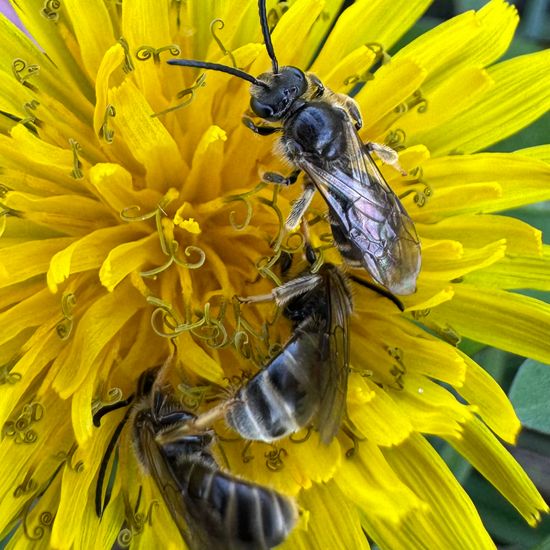 Lasioglossum marginatum: Animal in habitat Park in the NatureSpots App