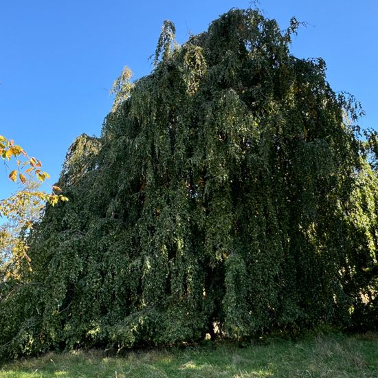 Weeping Beech: Plant in habitat Park in the NatureSpots App