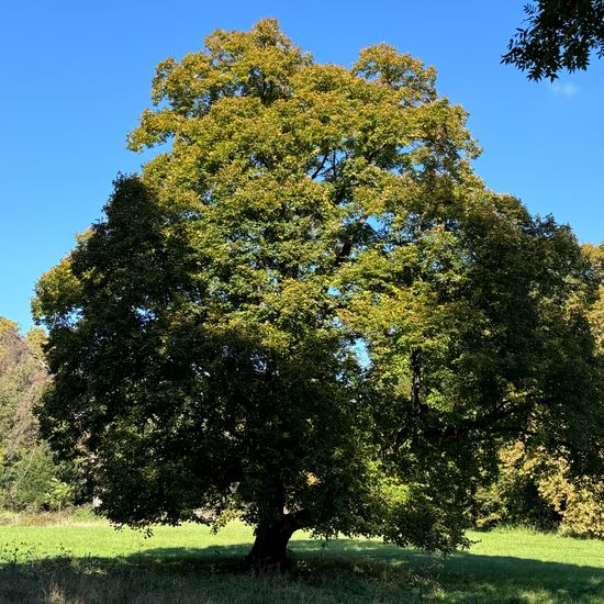 Tilia platyphyllos: Plant in habitat Park in the NatureSpots App