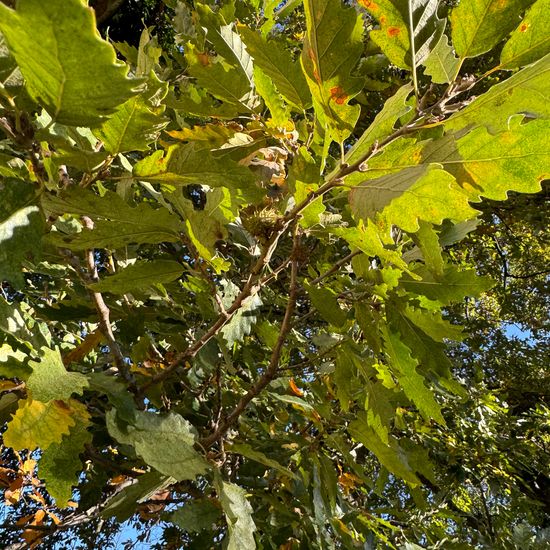 Quercus cerris: Plant in habitat Park in the NatureSpots App