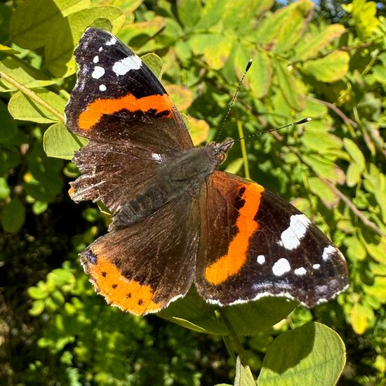 Vanessa atalanta: Animal in habitat Park in the NatureSpots App