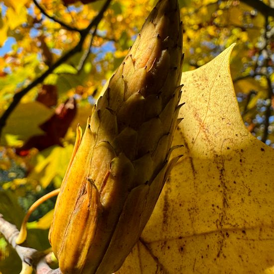 Liriodendron tulipifera: Plant in habitat Park in the NatureSpots App