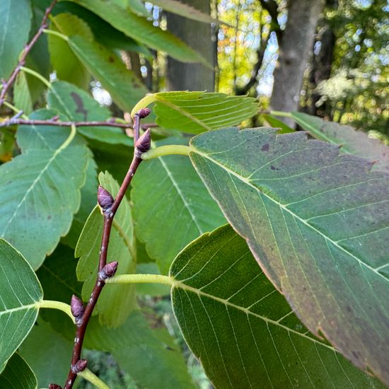 Zelkova serrata: Plant in habitat Park in the NatureSpots App