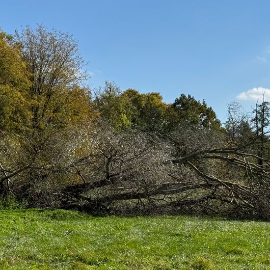 Populus alba var. alba: Plant in habitat Park in the NatureSpots App