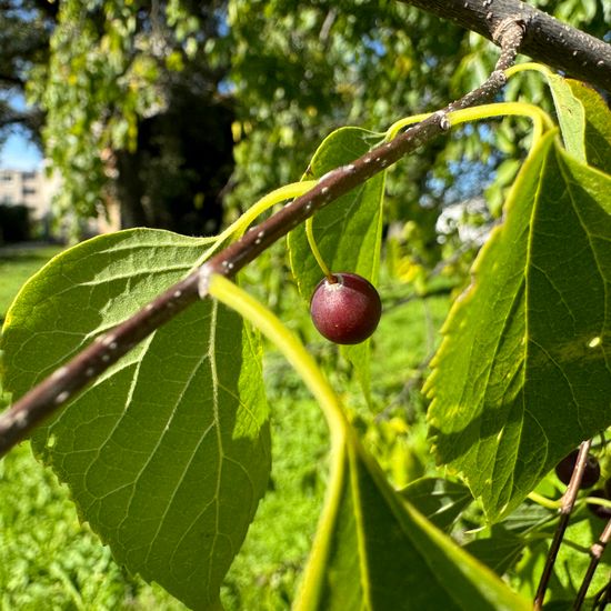 Celtis laevigata: Plant in habitat Park in the NatureSpots App