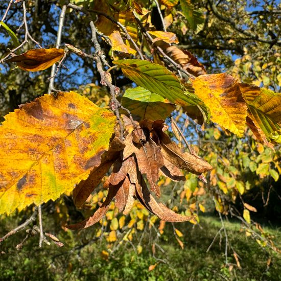 Carpinus betulus: Plant in habitat Park in the NatureSpots App