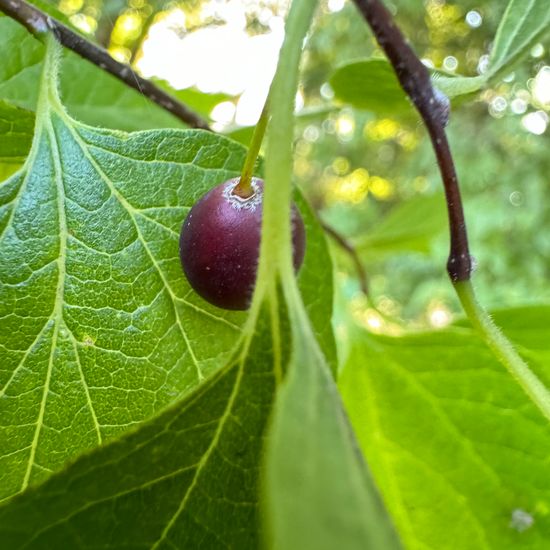 Celtis laevigata: Plant in habitat Park in the NatureSpots App