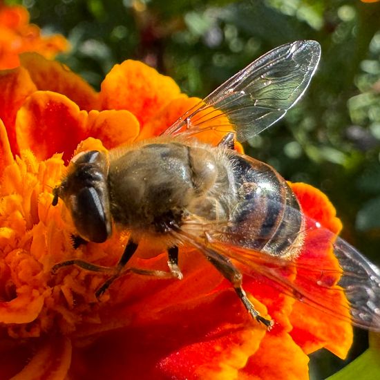 Eristalis tenax: Animal in habitat Garden in the NatureSpots App