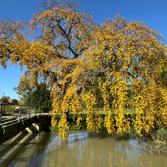 Carpinus betulus: Plant in habitat Park in the NatureSpots App