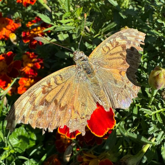 Argynnis paphia: Animal in habitat Garden in the NatureSpots App