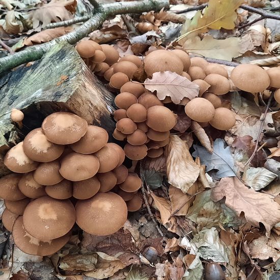 Psathyrella piluliformis: Mushroom in habitat Temperate forest in the NatureSpots App