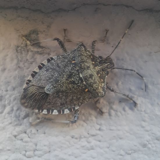 Brown marmorated stink bug: Animal in habitat City and Urban in the NatureSpots App