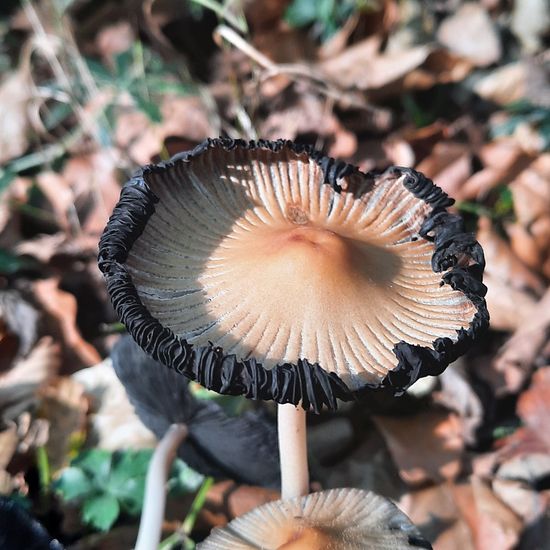 Coprinellus micaceus: Mushroom in habitat Temperate forest in the NatureSpots App