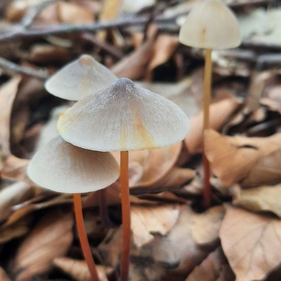 Mycena crocata: Mushroom in habitat Temperate forest in the NatureSpots App