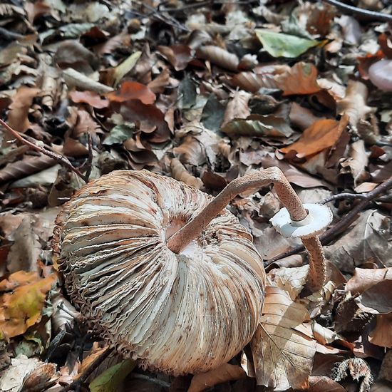 Macrolepiota procera: Mushroom in habitat Temperate forest in the NatureSpots App