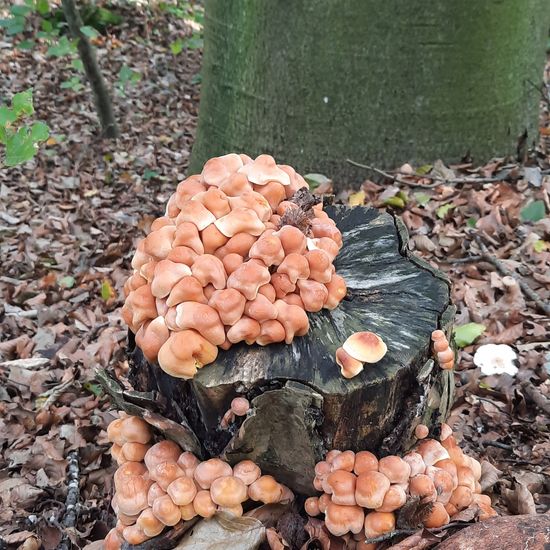 Hypholoma sublateritium: Mushroom in habitat Temperate forest in the NatureSpots App