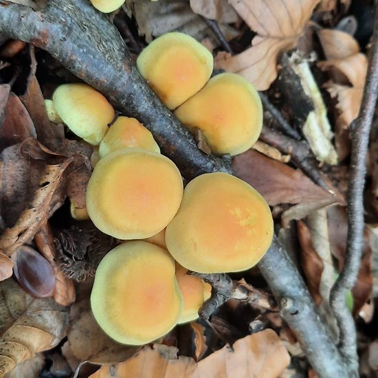 Hypholoma fasciculare: Mushroom in habitat Temperate forest in the NatureSpots App