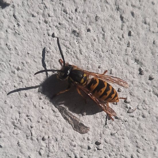 Vespula germanica.: Animal in habitat City and Urban in the NatureSpots App