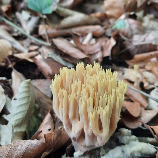 Ramaria stricta: Mushroom in habitat Temperate forest in the NatureSpots App