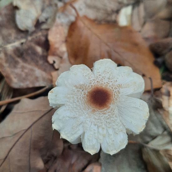 Lepiota cristata: Mushroom in habitat Temperate forest in the NatureSpots App