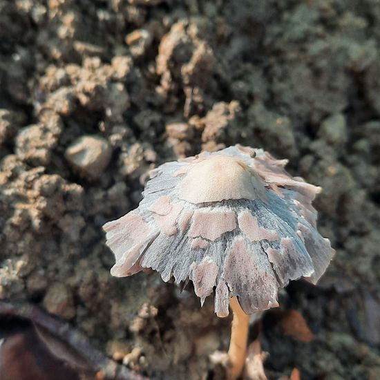 Coprinus: Mushroom in habitat Temperate forest in the NatureSpots App