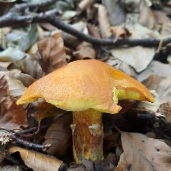 Suillus grevillei: Mushroom in habitat Temperate forest in the NatureSpots App