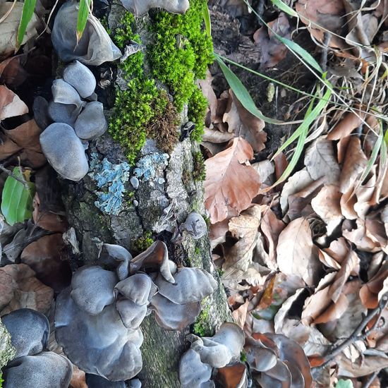 Auricularia auricula-judae: Mushroom in habitat Temperate forest in the NatureSpots App