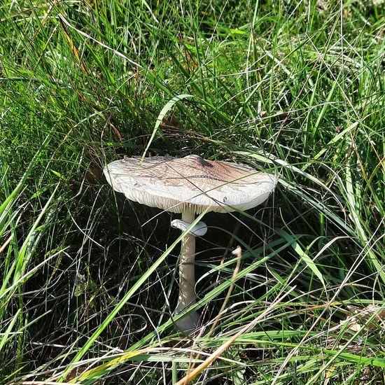 Macrolepiota procera: Mushroom in habitat Temperate forest in the NatureSpots App